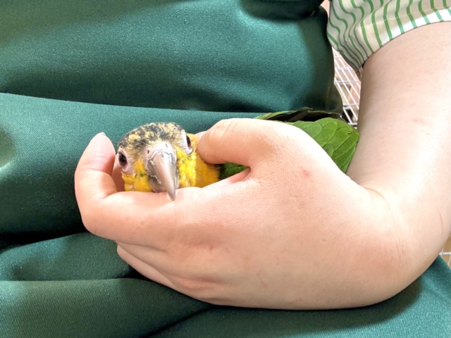 シロハラインコ 女の子.*·.⟡ ᐡ ᵒ̴ ᵕ ♡ シロハラインコ