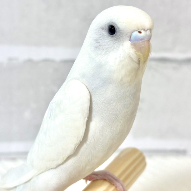 セキセイインコ ホワイトダブルファクター ‎🤍🪽⟡.*