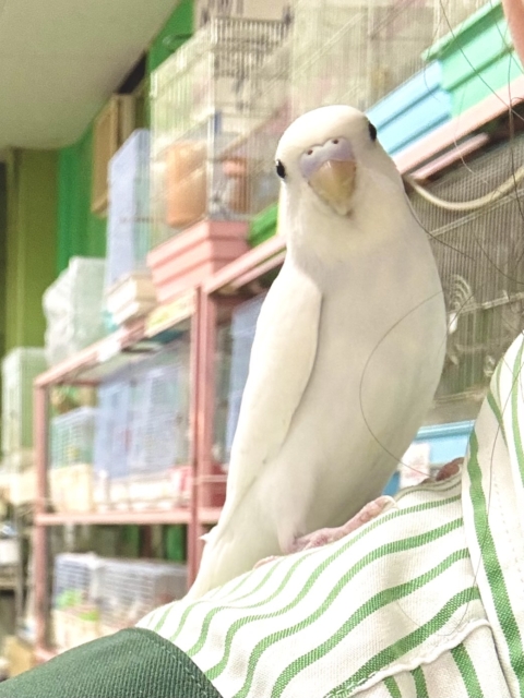 セキセイインコ