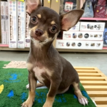 なでなでして💖スムースチワワ(チョコレートタン＆ホワイト)🍫🍼男の子💙2025年9月27日生まれ