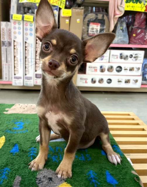 なでなでして💖スムースチワワ(チョコレートタン＆ホワイト)🍫🍼男の子💙2025年9月27日生まれ