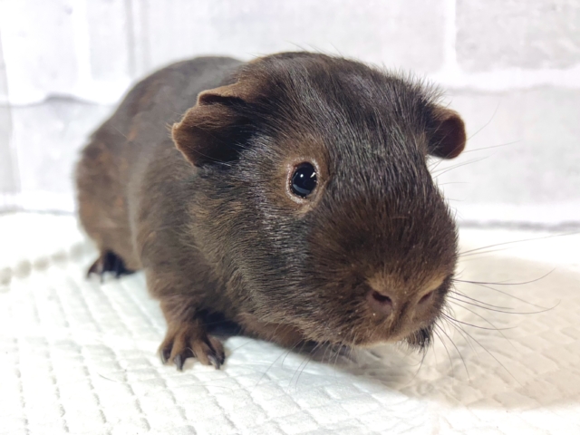 ロシアンモルモット