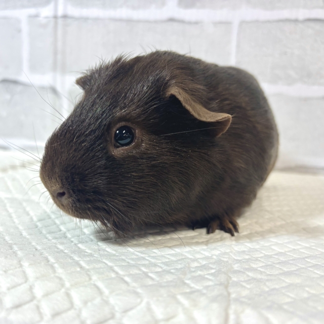 ロシアンモルモット