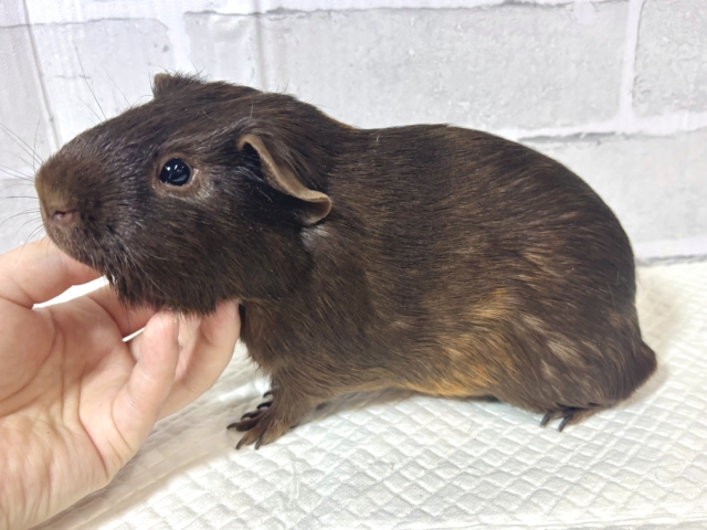 ロシアンモルモット