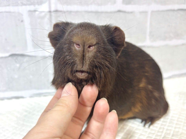 ロシアンモルモット