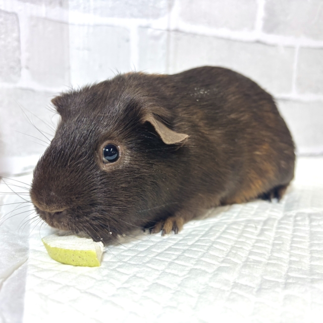 ロシアンモルモット