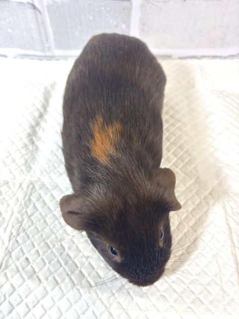 ロシアンモルモット