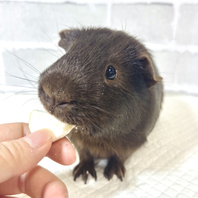 ロシアンモルモット