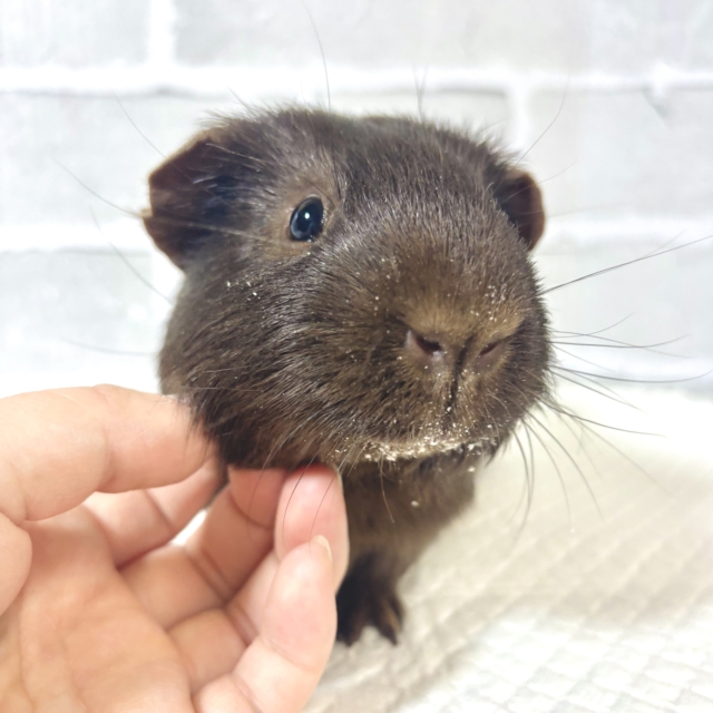 ロシアンモルモット