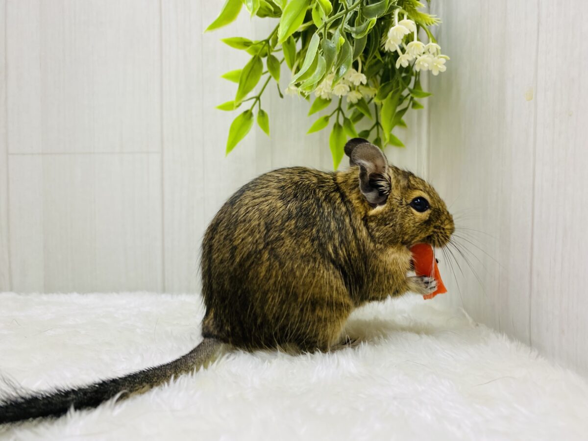 デグー