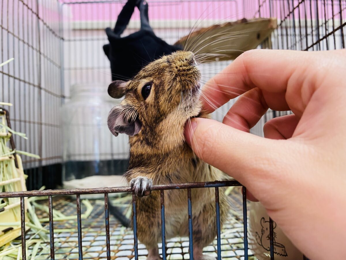 デグー