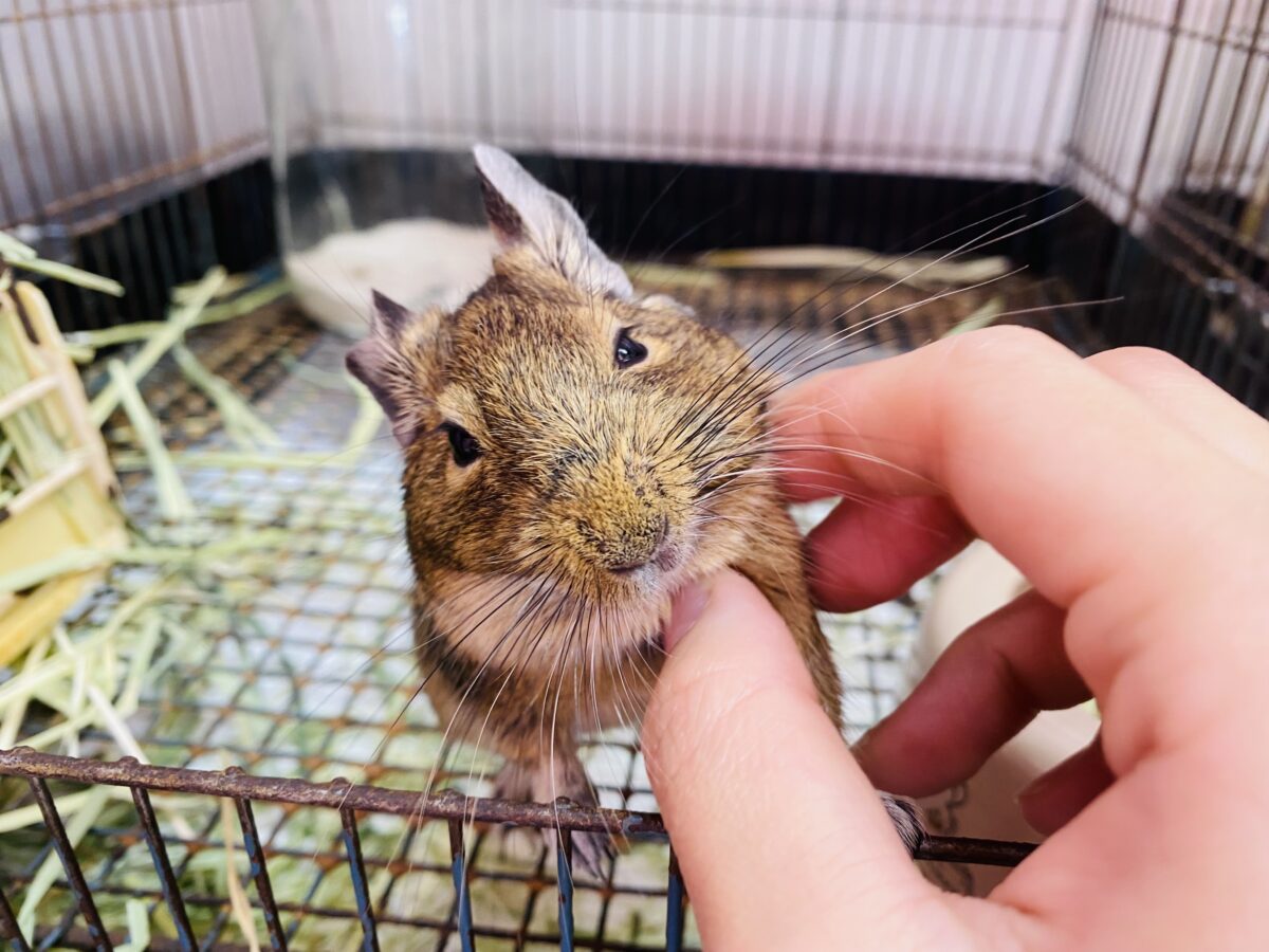 デグー