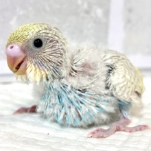 セキセイインコ  パステルレインボースパングル  ‎‎🤍🍨️️️🩵🪽