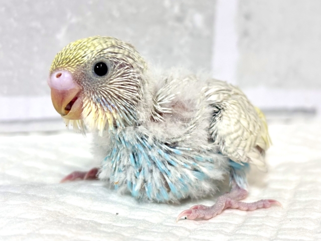 セキセイインコ パステルレインボースパングル ‎‎🤍🍨️️️🩵🪽