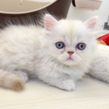 🐾短足でテクテク🐾ミヌエット(クリームタビー＆ホワイト)🍨🍼男の子💙2026年11月5日生まれ