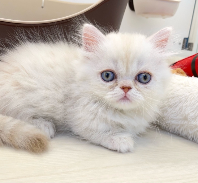 🐾短足でテクテク🐾ミヌエット(クリームタビー＆ホワイト)🍨🍼男の子💙2026年11月5日生まれ