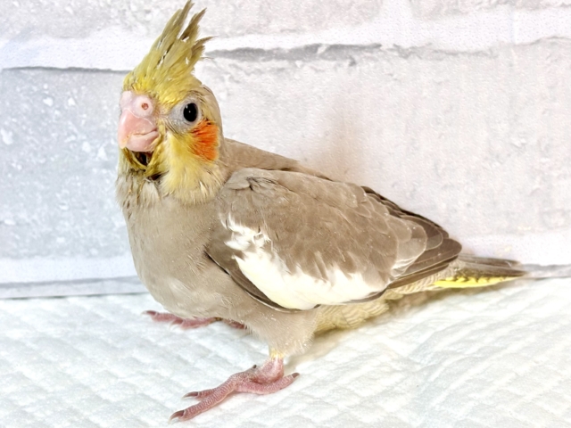 オカメインコ