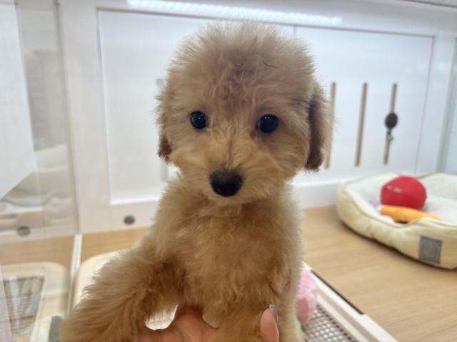 僕のでっか〜い愛を受け取って♥トイプードルくん! トイプードル