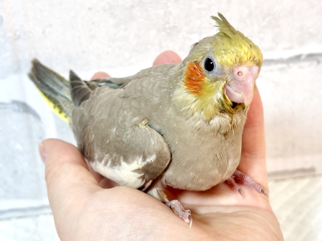 オカメインコ