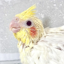 オカメインコ   ルチノー  💛🍊⟡.·*