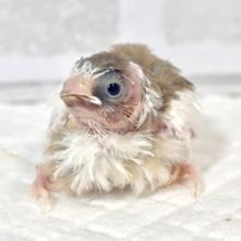 十姉妹 ヒナ  🐥🤎‎🤍