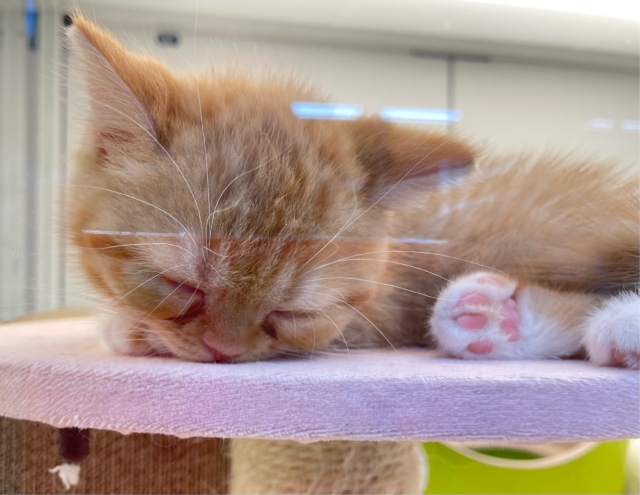 スコティッシュフォールド