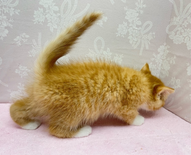 スコティッシュフォールド