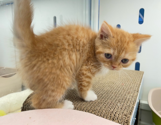 スコティッシュフォールド