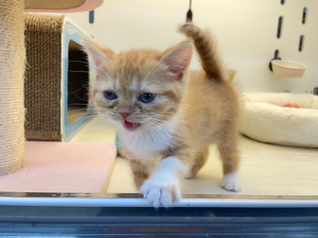 スコティッシュフォールド