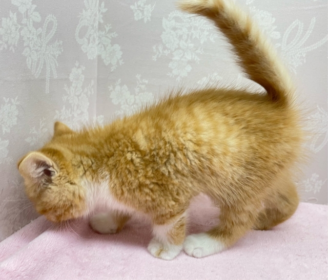 スコティッシュフォールド