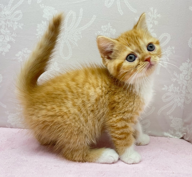 スコティッシュフォールド