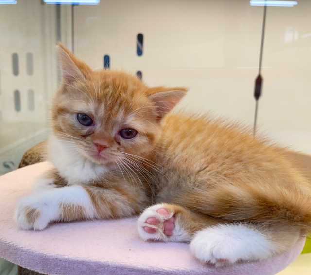 スコティッシュフォールド