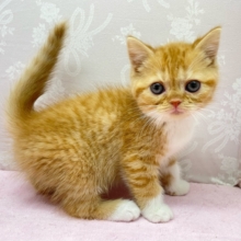 🎈まんまるなお顔🤍ྀིスコティッシュフォールド(レッドタビー＆ホワイト)🌹💭女の子💖2025年11月15日