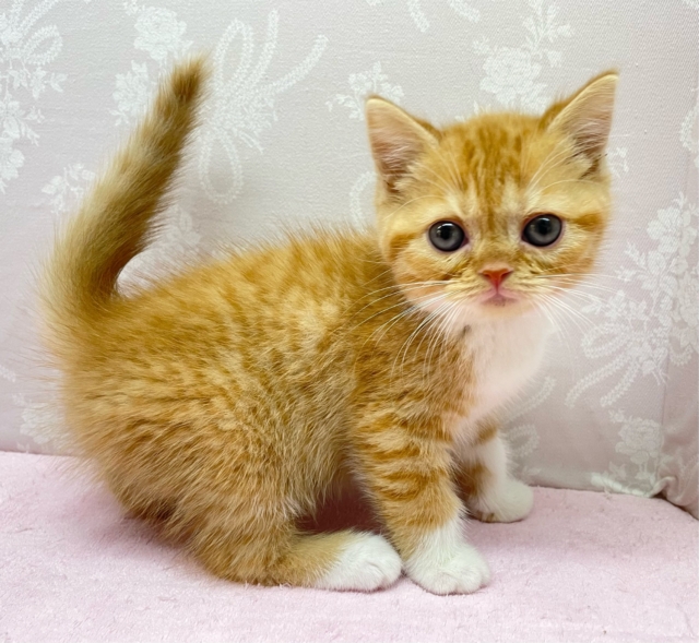 🎈まんまるなお顔🤍ྀིスコティッシュフォールド(レッドタビー＆ホワイト)🌹💭女の子💖2025年11月15日