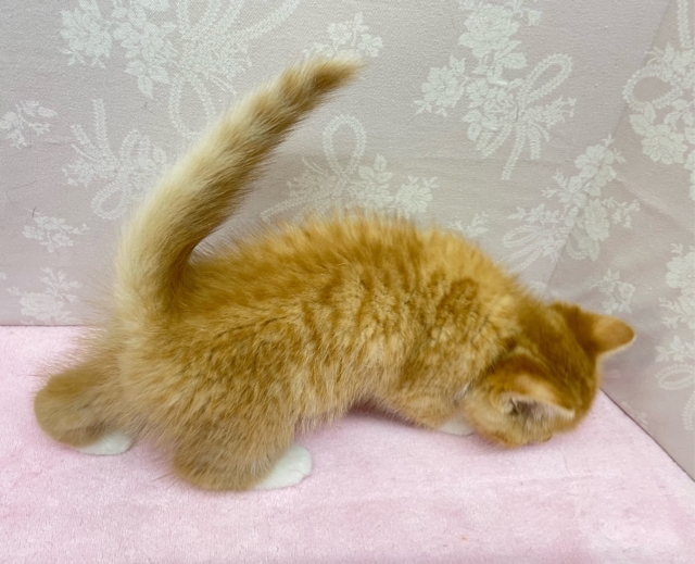 スコティッシュフォールド