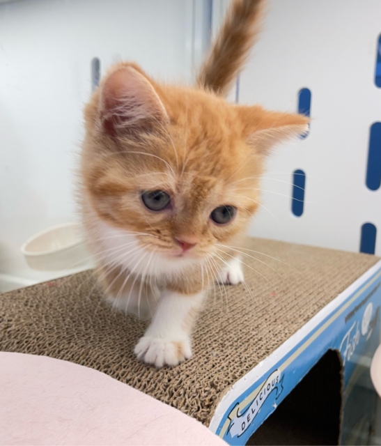 スコティッシュフォールド