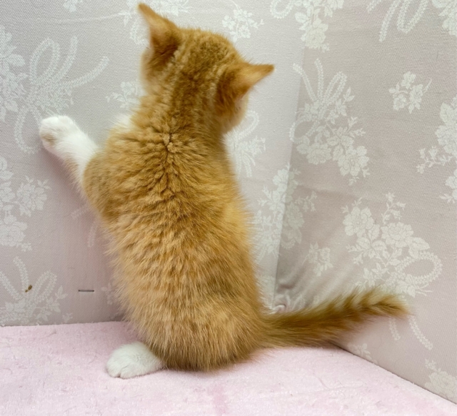 スコティッシュフォールド