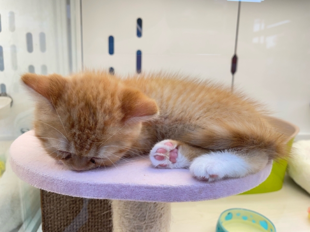 スコティッシュフォールド