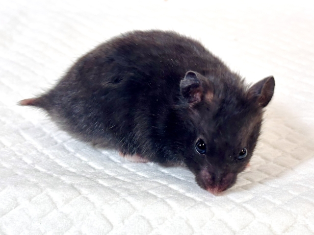 ドワーフハムスターの1種