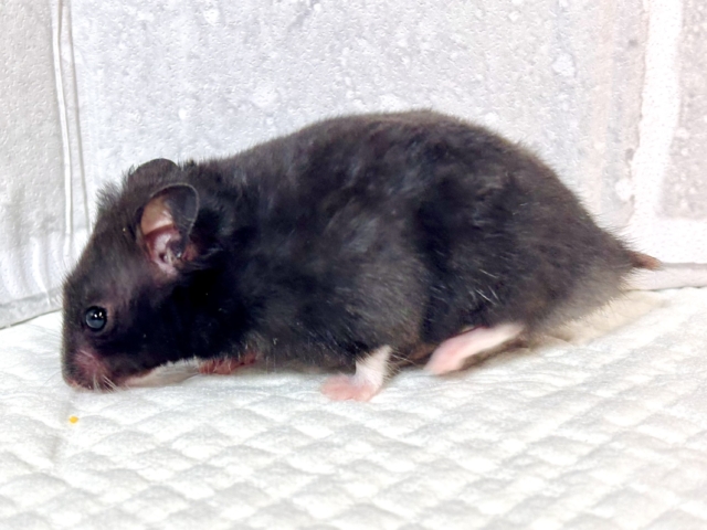 ドワーフハムスターの1種