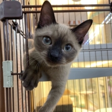 ✨甘えん坊さん✨バーミーズ(シャンパン)🥂男の子💙2025年9月27日生まれ