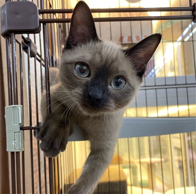 ✨甘えん坊さん✨バーミーズ(シャンパン)🥂男の子💙2025年9月27日生まれ