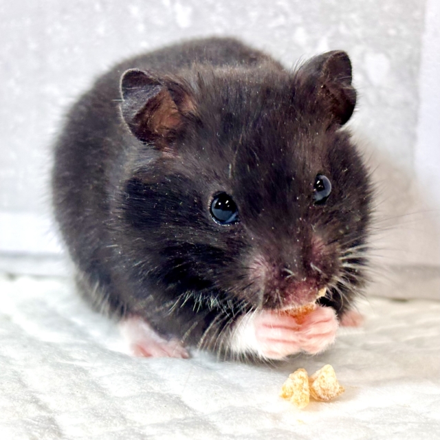 ドワーフハムスターの1種