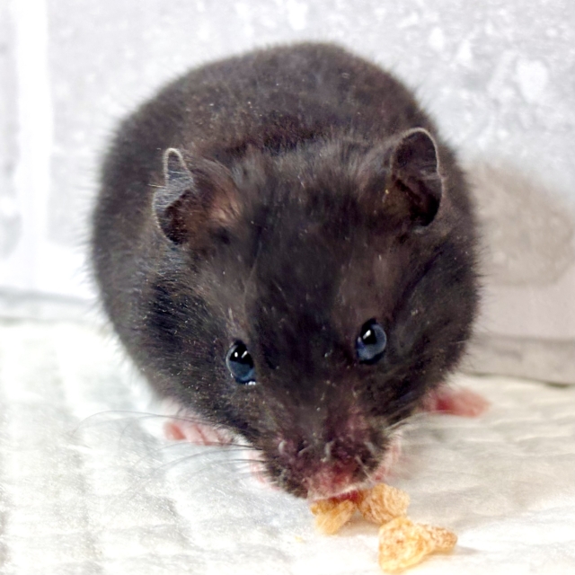 ドワーフハムスターの1種