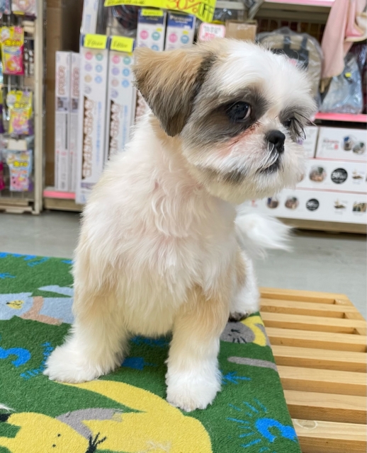 ぶちゃかわ💖シーズー(ホワイト&ゴールド)🤍🥇男の子💙2025年8月30日生まれ シーズー