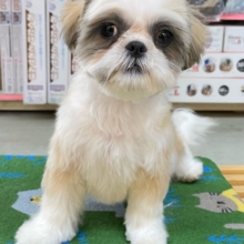 ぶちゃかわ💖シーズー(ホワイト＆ゴールド)‎🤍🥇男の子💙2025年8月30日生まれ