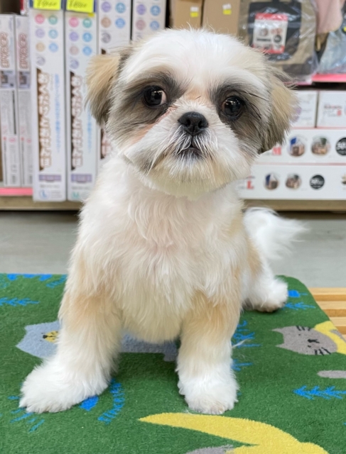 ぶちゃかわ💖シーズー(ホワイト&ゴールド)🤍🥇男の子💙2025年8月30日生まれ シーズー