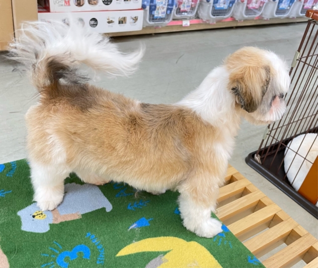 ぶちゃかわ💖シーズー(ホワイト&ゴールド)🤍🥇男の子💙2025年8月30日生まれ シーズー