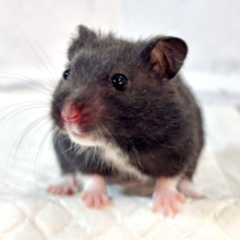 クロクマハムスター  男の子  🐹🖤✧︎*。