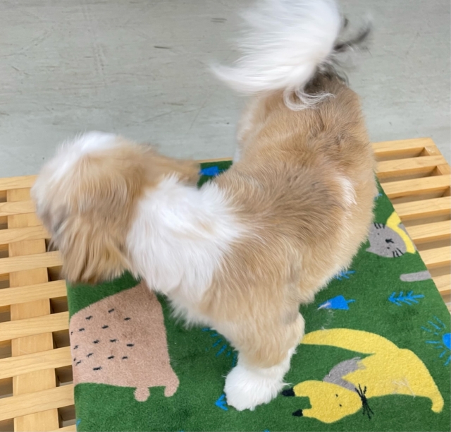 ぶちゃかわ💖シーズー(ホワイト&ゴールド)🤍🥇男の子💙2025年8月30日生まれ シーズー